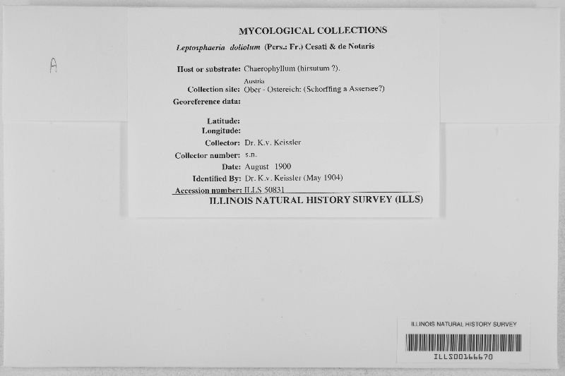Leptosphaeria doliolum image