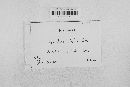 Leptosphaeria doliolum image