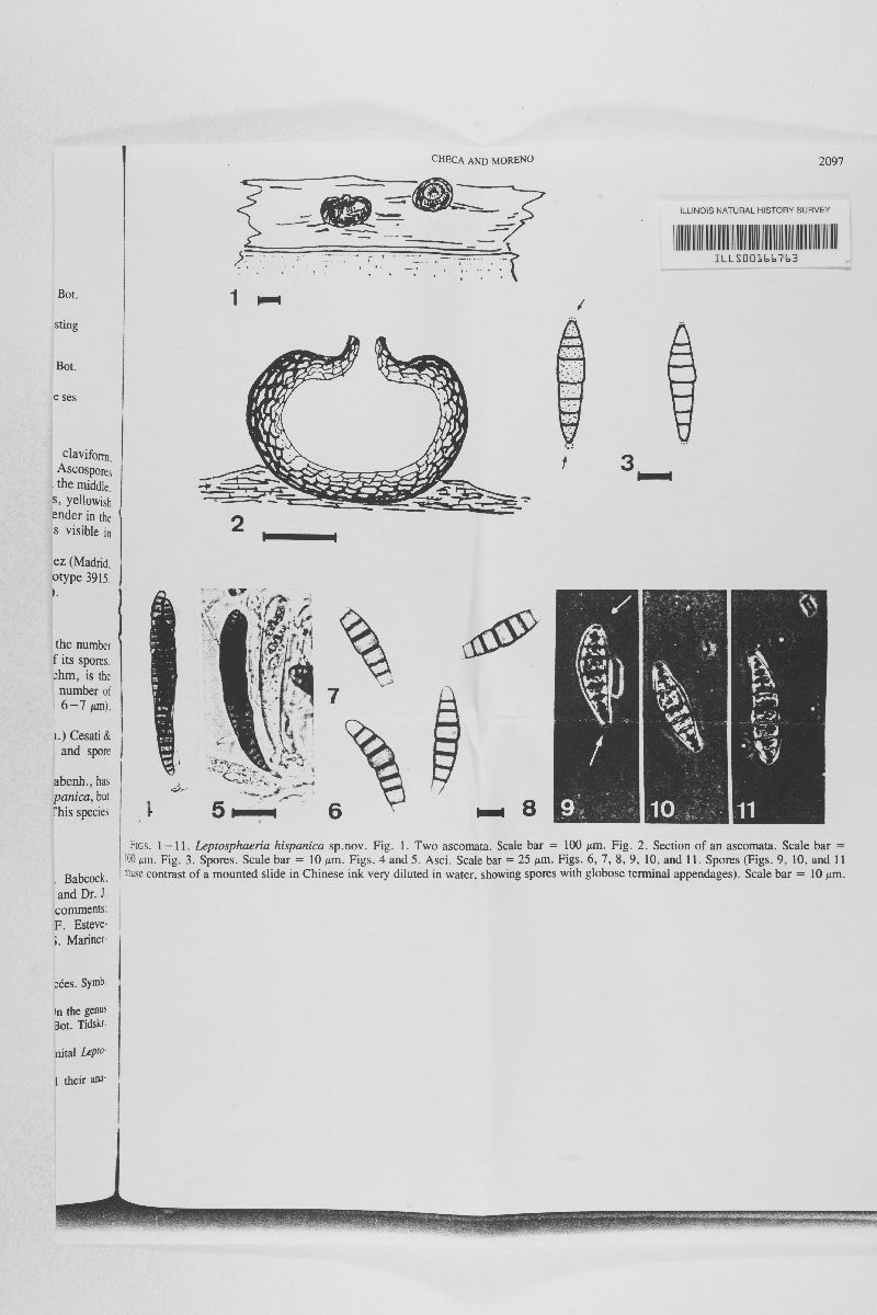 Leptosphaeria hispanica image