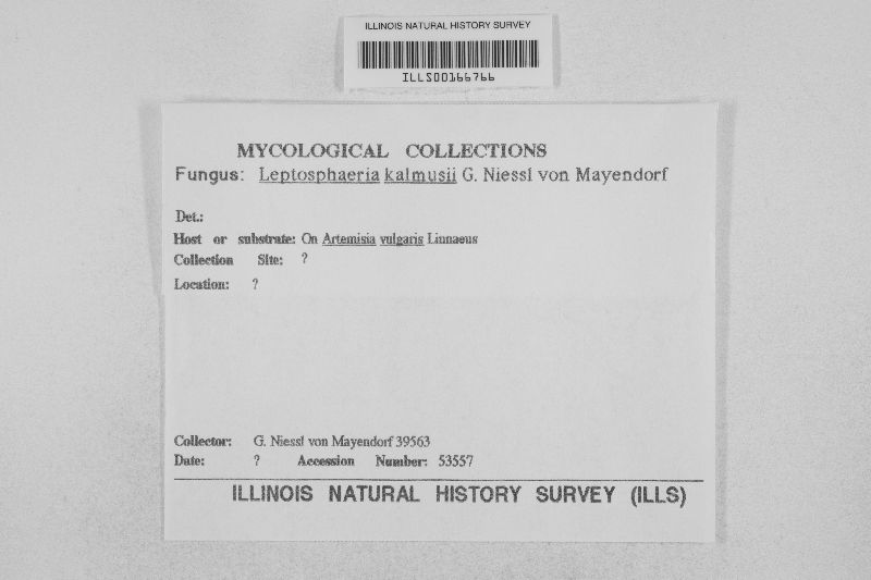 Leptosphaeria kalmusii image