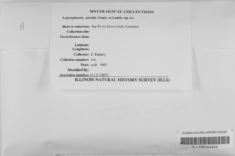 Leptosphaeria picridis image