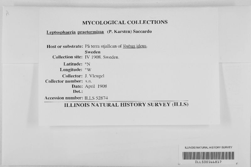Leptosphaeria praetermissa image