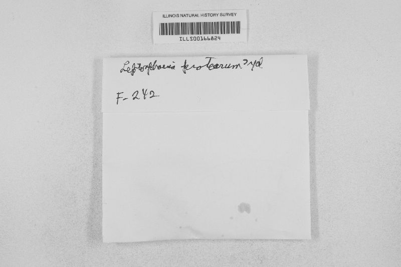 Brunneosphaerella protearum image