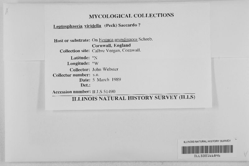 Leptosphaeria viridella image