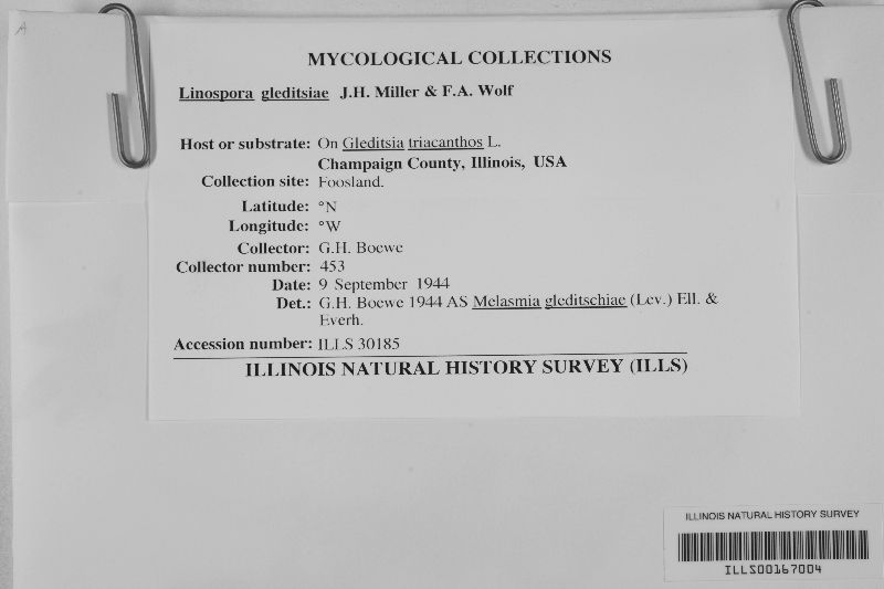 Linospora gleditsiae image