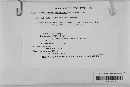 Lophodermium schweinitzii image