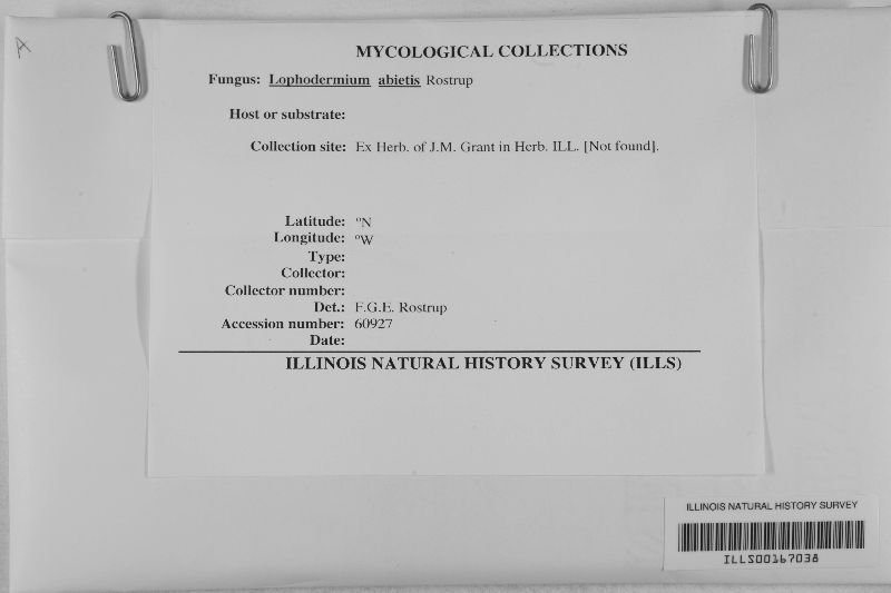 Lophodermium abietis image
