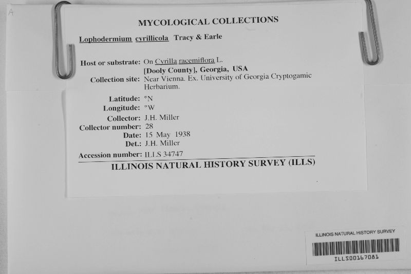 Lophodermium cyrillicola image