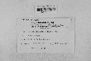 Lophodermium nitens image