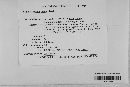 Lophodermium nitens image