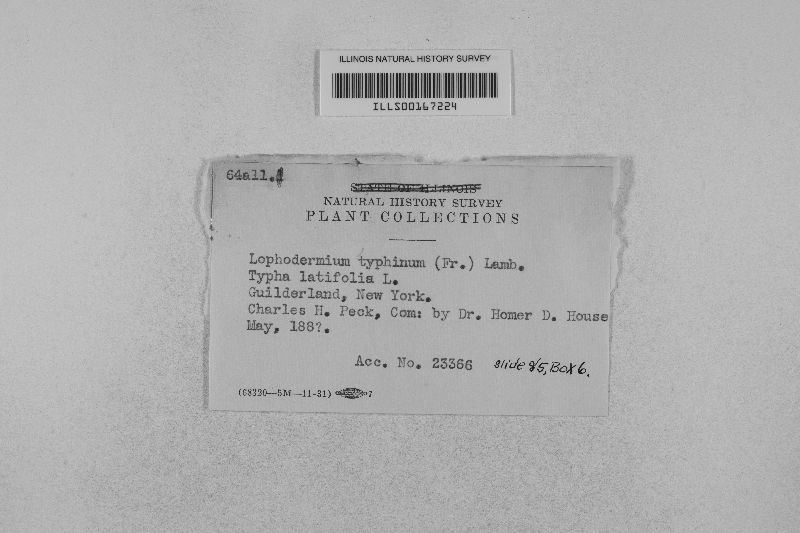 Lophodermium typhinum image