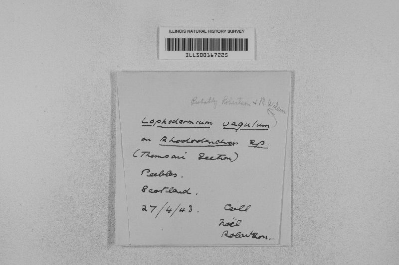 Lophodermium vagulum image
