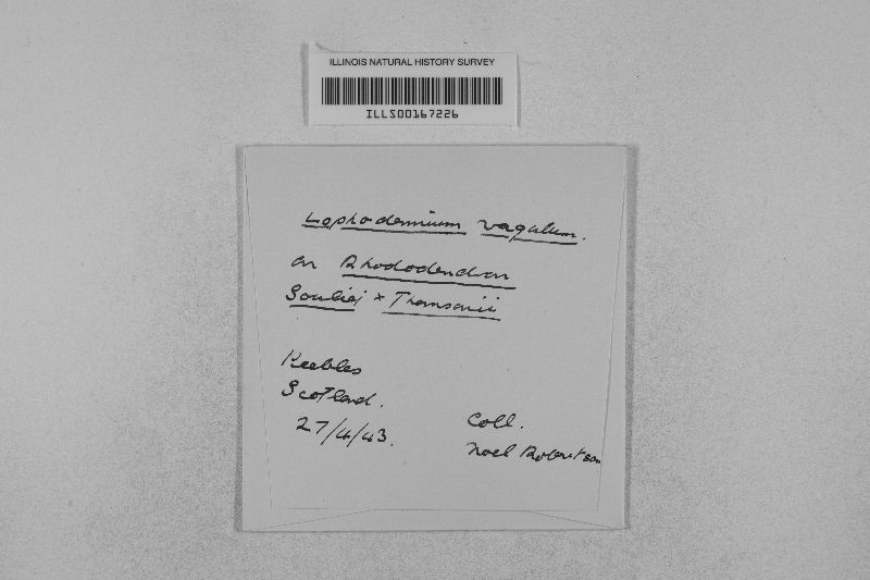 Lophodermium vagulum image