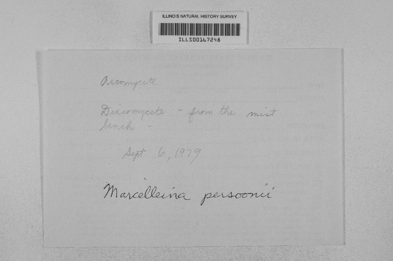 Marcelleina persoonii image