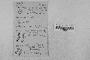 Melanomma sparsum image