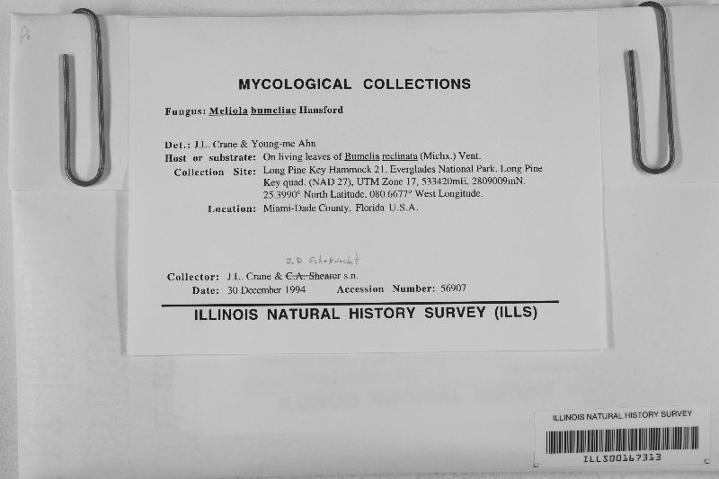 Meliola bumeliae image