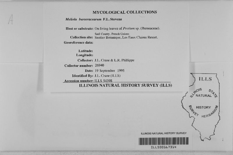 Meliola burseracearum image