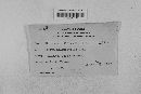 Microsphaera diffusa image