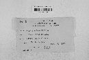 Microsphaera trifolii image