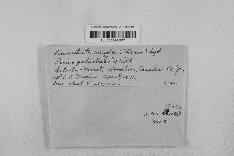 Mycosphaerella dearnessii image