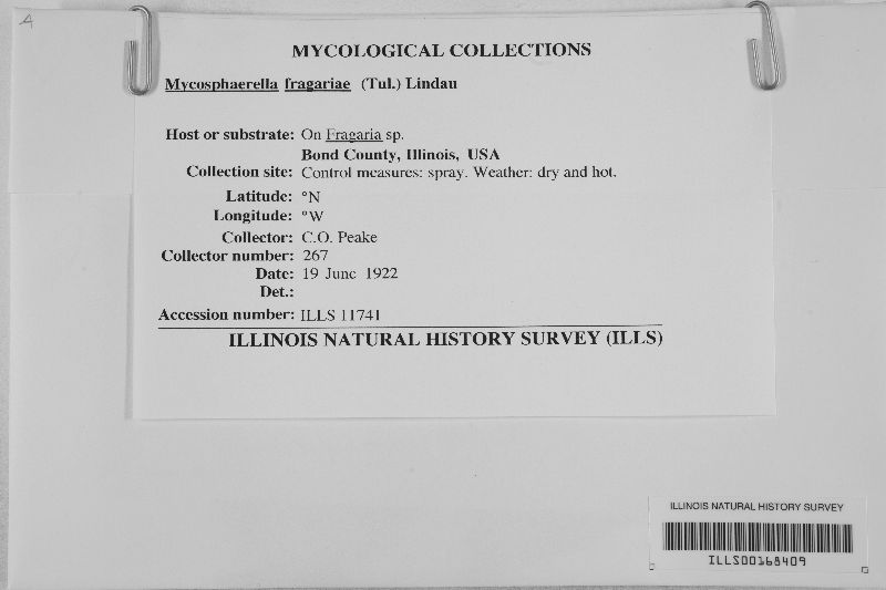 Mycosphaerella fragariae image