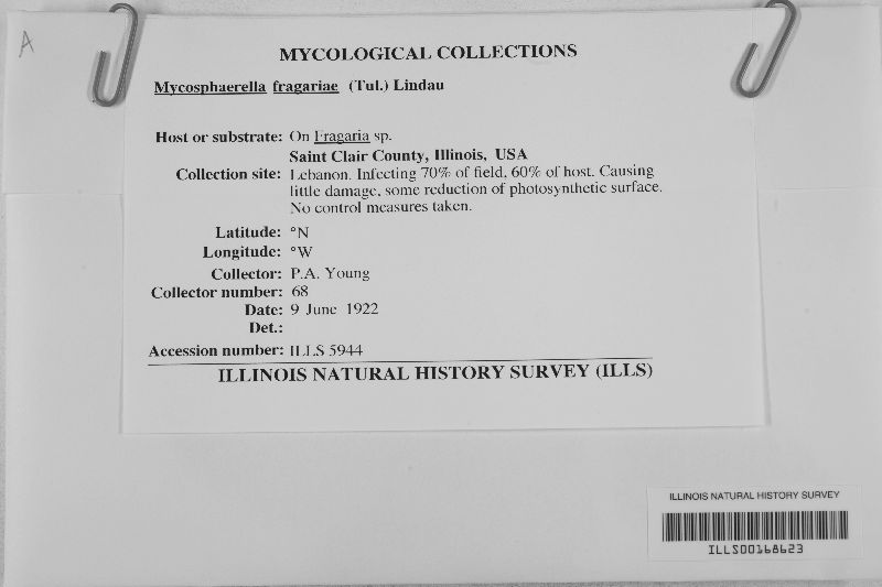 Mycosphaerella fragariae image
