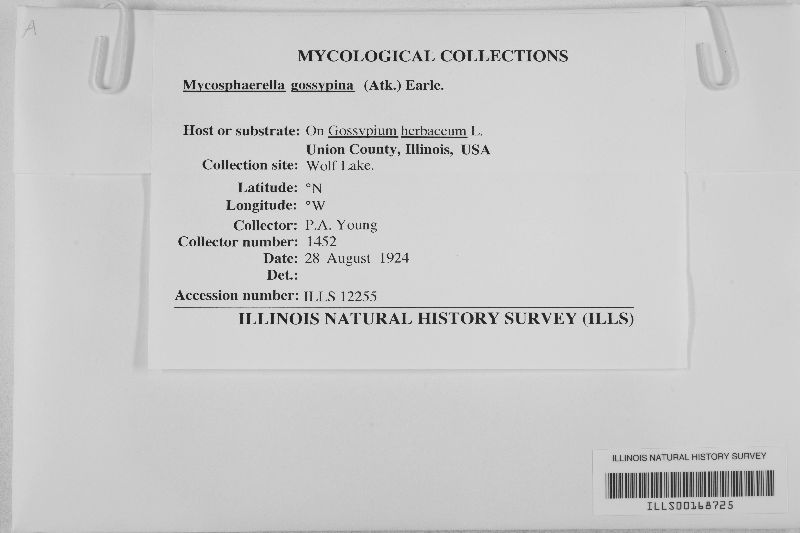 Mycosphaerella gossypina image