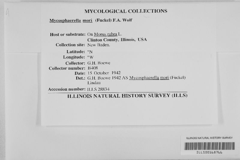 Mycosphaerella mori image