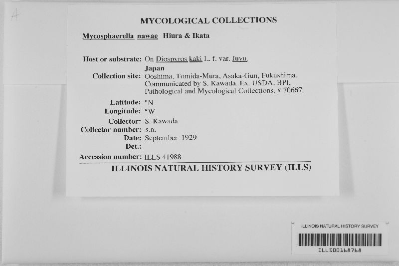 Mycosphaerella nawae image