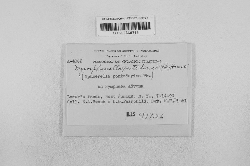 Davidiella pontederiae image
