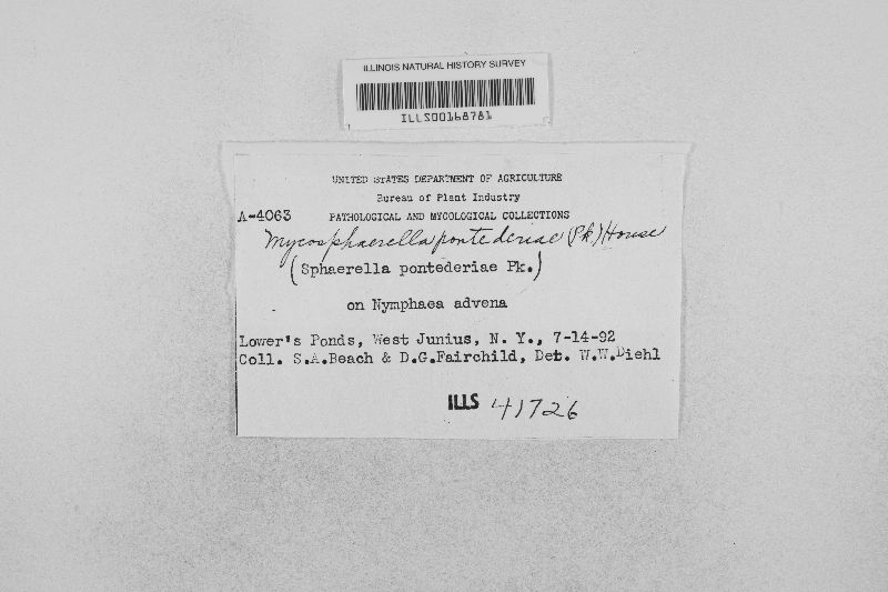 Davidiella pontederiae image