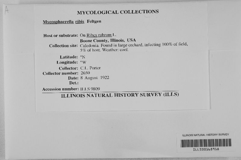 Mycosphaerella ribis image