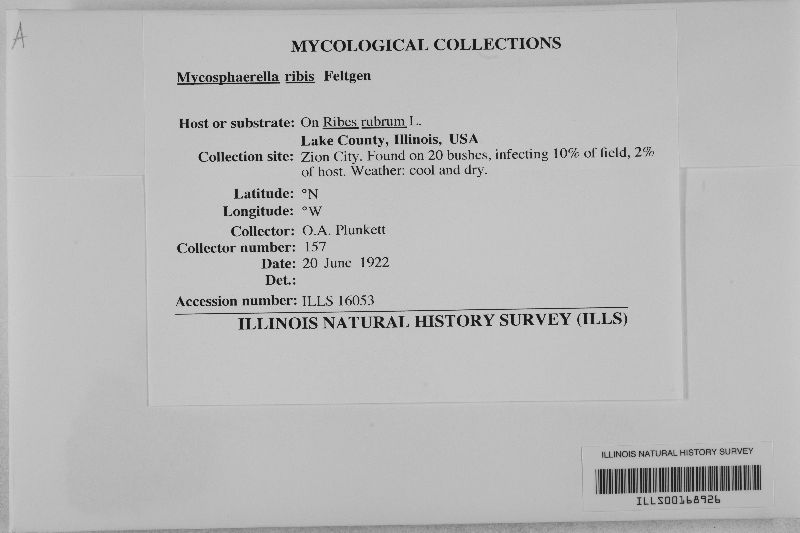 Mycosphaerella ribis image