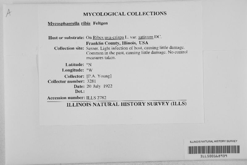Mycosphaerella ribis image