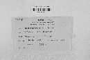 Mycosphaerella rubi image