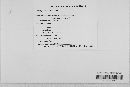 Mycosphaerella rubi image