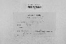 Mycosphaerella rubi image