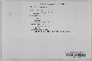 Mycosphaerella rubi image