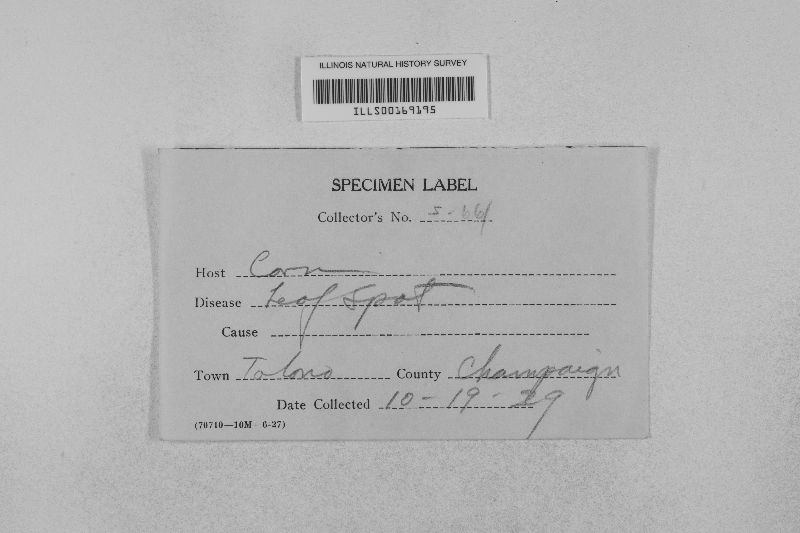 Mycosphaerella zeae image