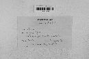 Mycosphaerella zeae image