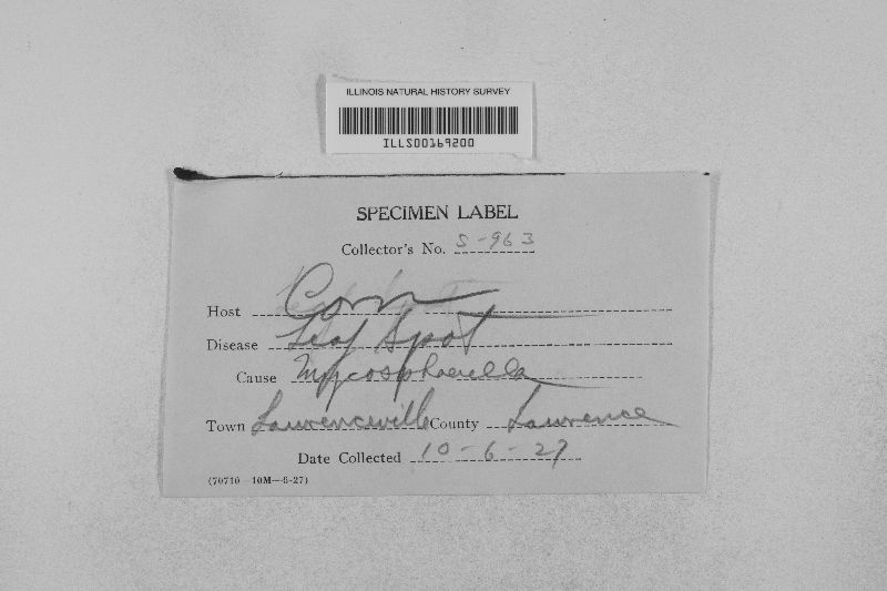 Mycosphaerella zeae image