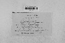 Mycosphaerella zeae image