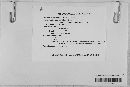 Naevala perexigua image