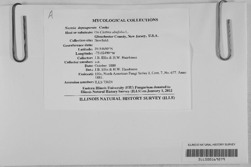 Nectria depauperata image