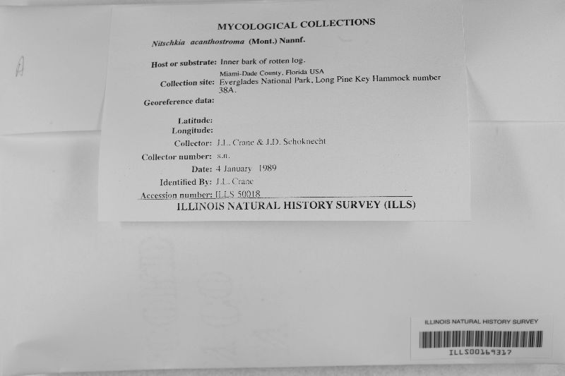 Nitschkiaceae image