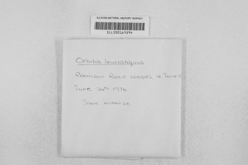 Orbilia leucostigma image