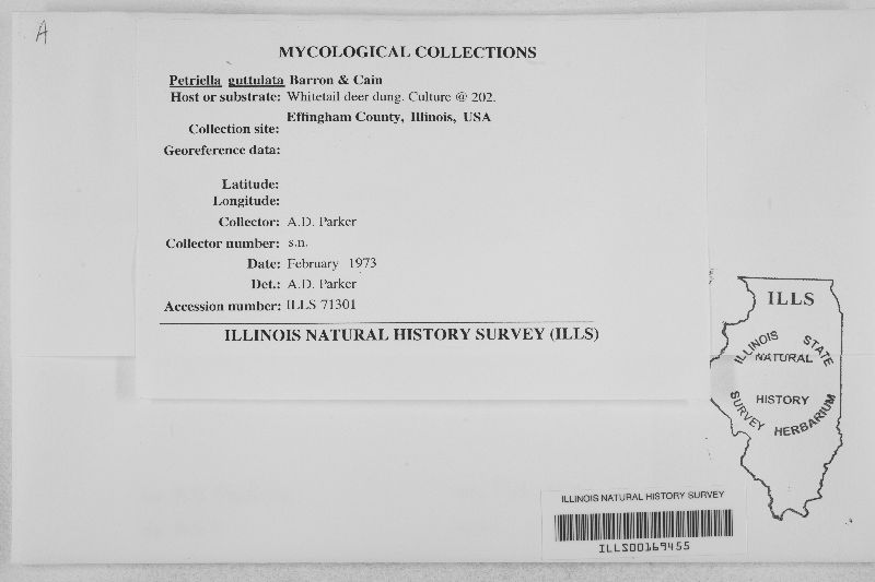 Petriella guttulata image