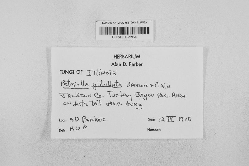 Petriella image