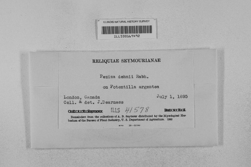 Peziza dehnii image