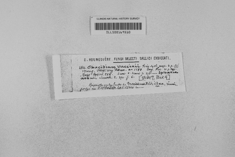 Phacidium vaccinii image